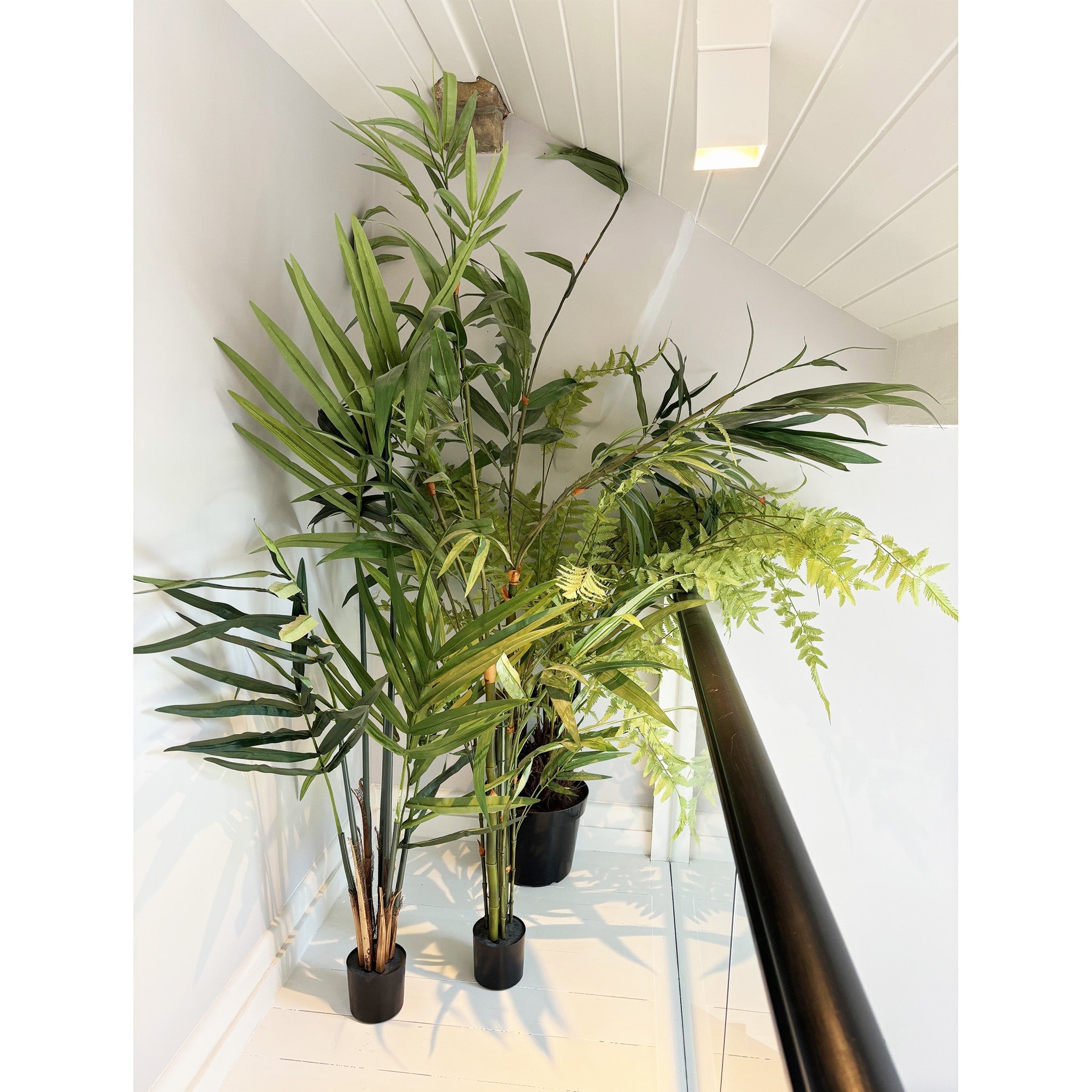 Large Tracheophyta Plant